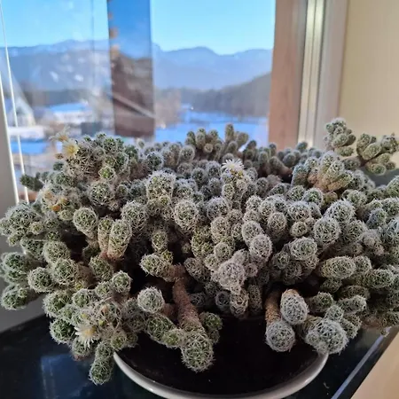 In Kaernten Naehe Millstaettersee Appartement Fresach